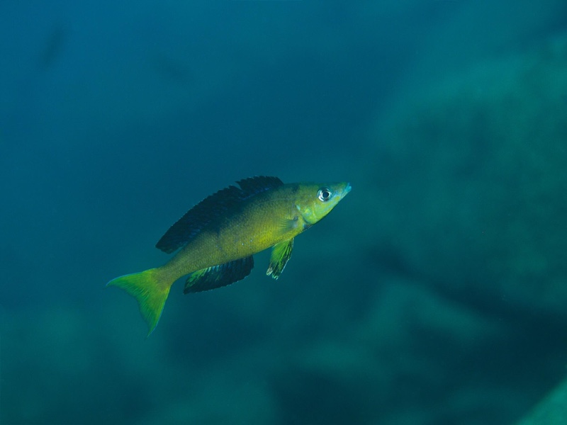 Cyprichromis microlepidotus 'Mahale NP'